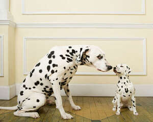 养狗家庭的装修建议