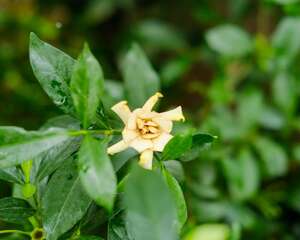 怎样让栀子花快开花