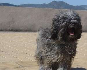 西藏梗的饲养要点