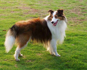 如何训练喜乐蒂握手