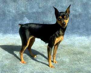 迷你杜宾犬的形态特征