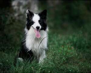 哪些因素决定边境牧羊犬价格