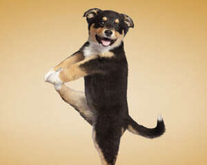 长途车能够托运宠物吗