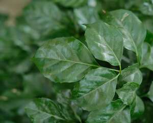 新买的绿宝树怎么养