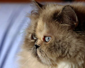 波斯猫的几个养护要点