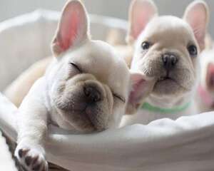 法国斗牛犬为什么价格会这么高？