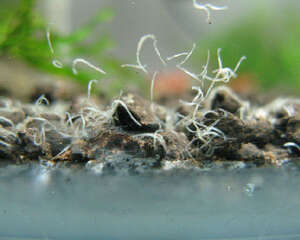 观赏鱼蛋白虫的分类及起因