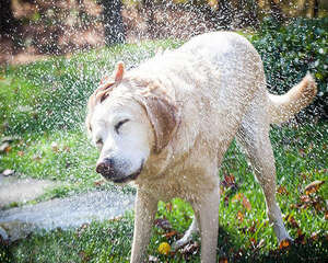 拉布拉多有哪些缺点？