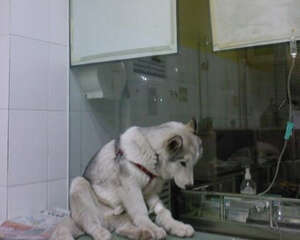 狗狗补液的方法与途径