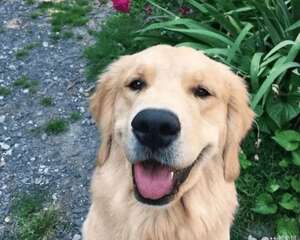 挑选金毛的方法都有哪些