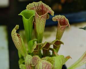 瓶子草的养殖方法和注意事项