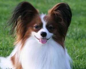 蝴蝶犬多少钱一只？蝴蝶犬怎么饲养？