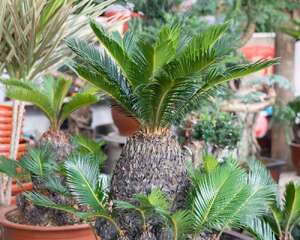 铁树果能吃吗，有什么功效与作用