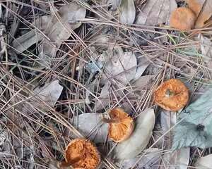 换盆的旧土别扔了，加点它闷一闷，立马又肥的流油！