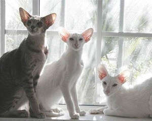 不要以毛取猫——浅谈猫咪的毛色