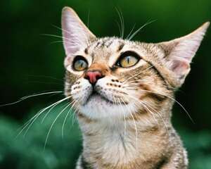 猫咪治疗口炎的偏方