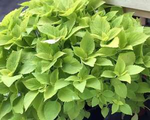 长势超快的6种花，5天爆盆，7天开花，超有成就感！