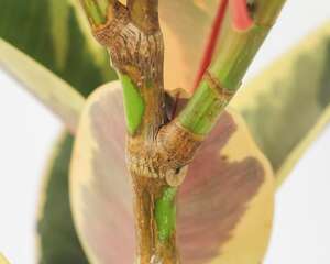 橡皮树的繁殖方法