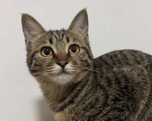 新手养猫第一步：如何在家给猫咪驱虫？