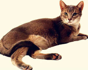 猫咪的饮食禁忌