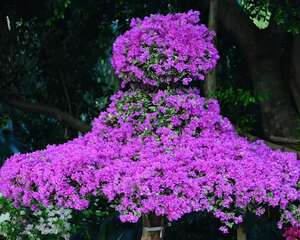 这花一盆300块，只能看不能买，到底为啥？