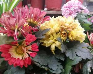 如何延长菊花的花期