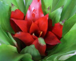 鸿运当头怎么开花