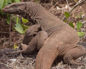 沙漠巨蜥的形态特征