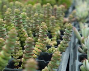 钱串怎么养才能肥厚一些