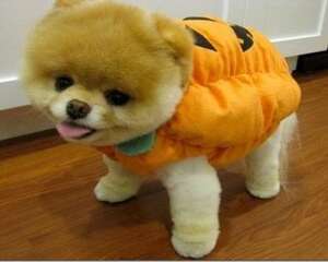 小博美怎么训练拜拜这个动作？