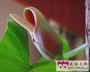 绿萝花的花语：守望幸福