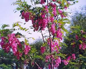 黄金树种香花槐育苗