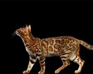 孟加拉豹猫的秘密你知道几个？