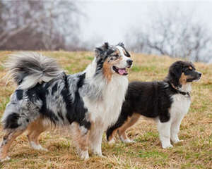 澳大利亚牧羊犬的养护知识