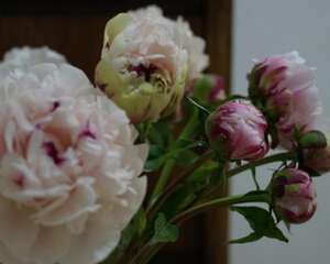 牡丹花怎么养