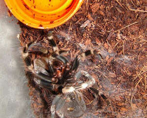 蜘蛛蜕皮有哪些征兆