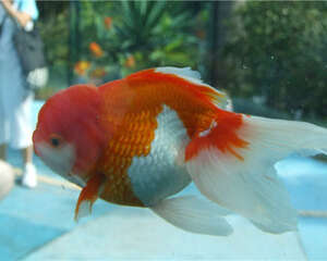 观赏鱼结核症的疾病介绍