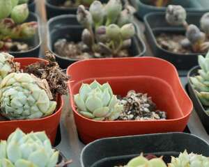 静夜秋季要怎么养