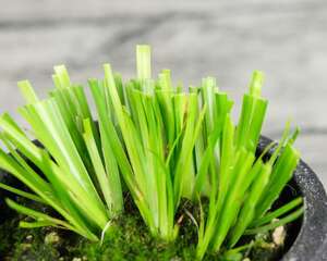 菖蒲可以水培吗