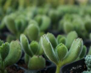 熊童子掉叶子怎么回事，掉的叶子能栽吗