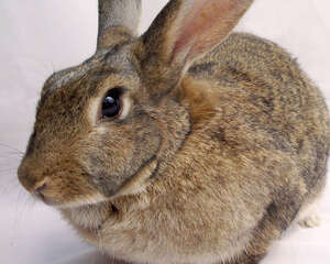 兔子的寿命一般多长时间