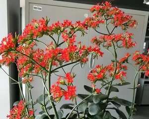 1米8的长寿老桩，狠心砍光了，半月重新长一堆！