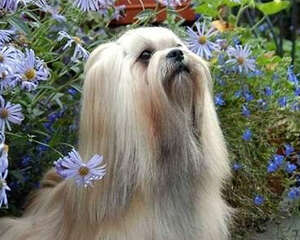 狗狗呕吐怎么办