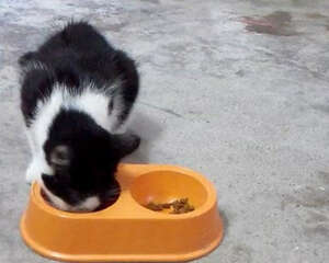 不要让猫咪养成坏的进食习惯