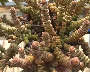 家里养盆它，财源滚滚来，让你新年越来越有钱！