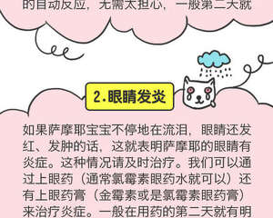 既然是微笑天使，可不要让萨摩耶流泪哦！