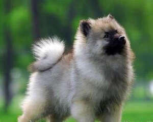 影响狗狗胃口的原因有哪些