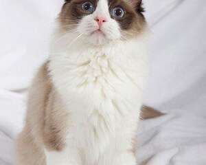 使用剩茶叶巧妙清理猫毛