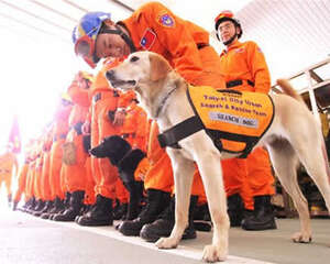 搜救犬的历史和工作介绍