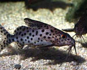 反游猫的外形特点